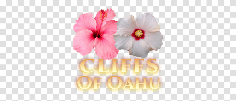 Oahu Wedding With Helaine Pink Plumeria Bouquet Hibiscus Flower, Plant, Blossom, Anther, Petal Transparent Png
