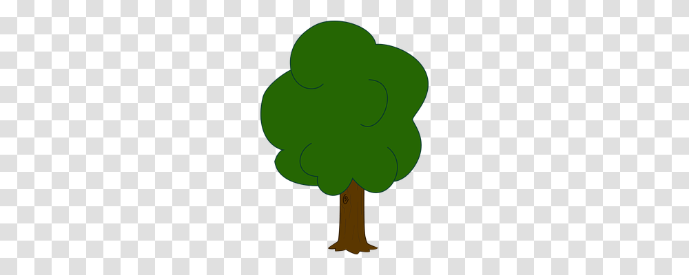 Oak Nature, Plant, Green, Tree Transparent Png