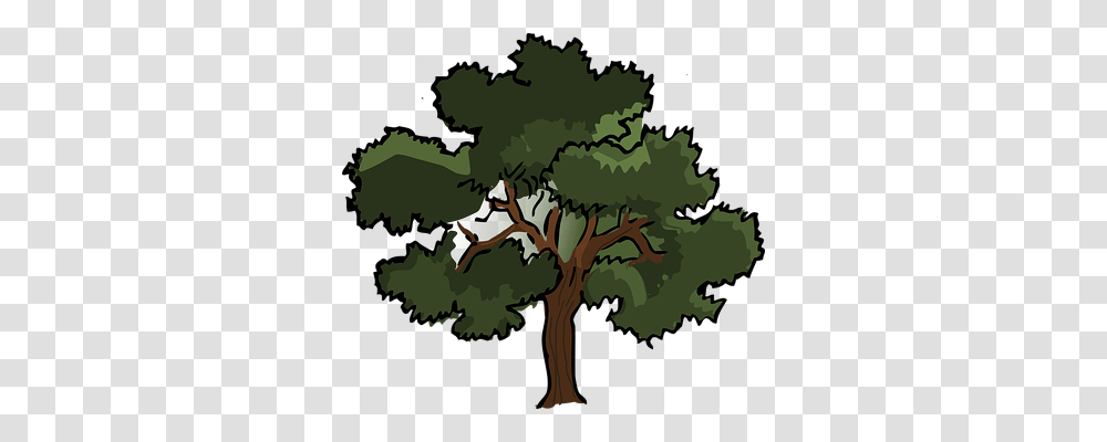 Oak Nature, Tree, Plant, Vegetation Transparent Png