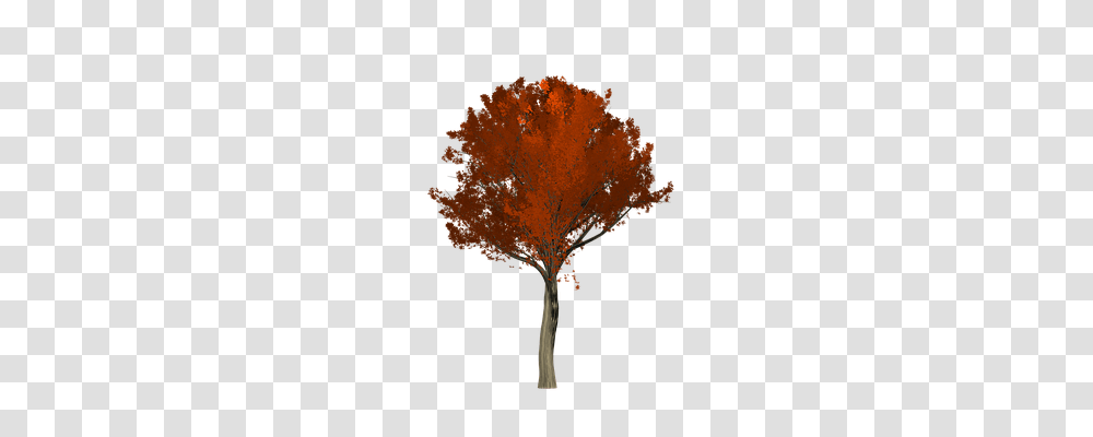 Oak Nature, Tree, Plant, Leaf Transparent Png