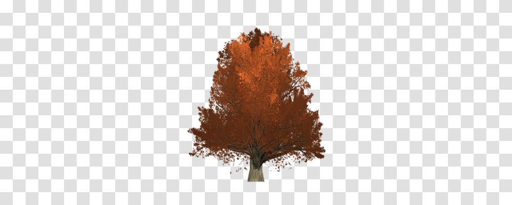 Oak Nature, Tree, Plant, Maple Transparent Png