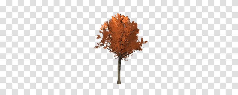 Oak Nature, Tree, Plant, Leaf Transparent Png
