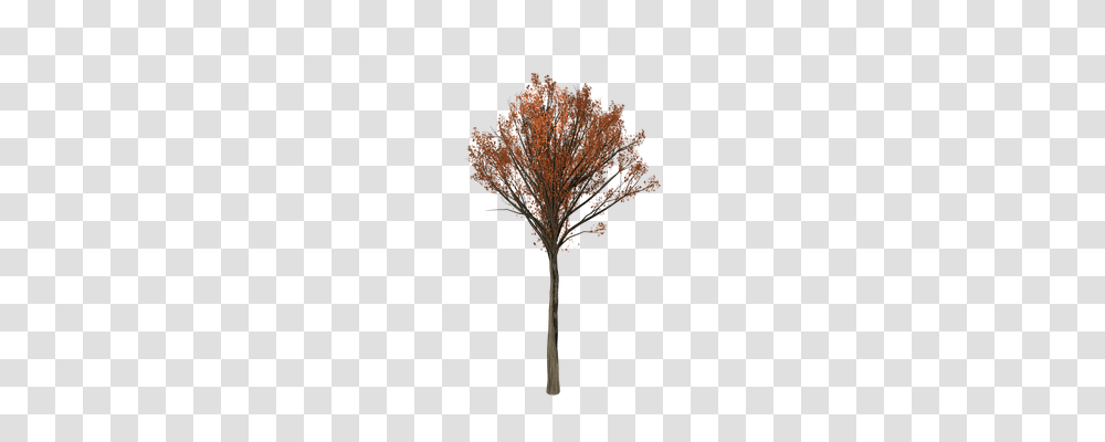Oak Nature, Tree, Plant, Lamp Transparent Png