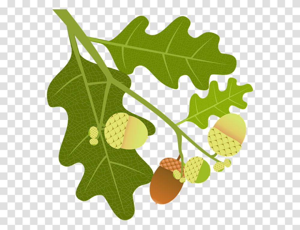 Oak Acorns Branch Leaves Nature Tree Tree Fruit Foglie Quercia, Plant, Vegetable, Food, Produce Transparent Png
