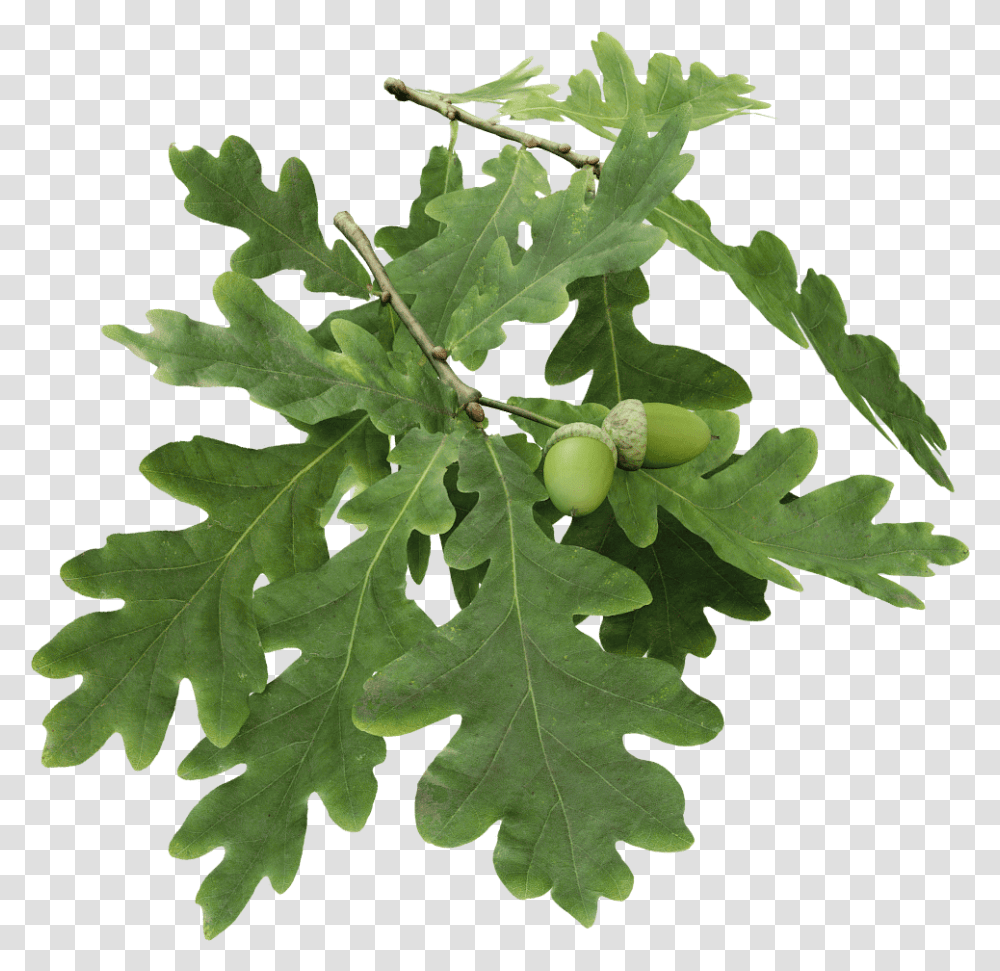 Oak Branch, Plant, Produce, Food, Seed Transparent Png