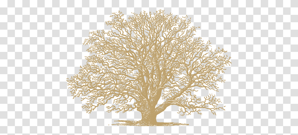 Oak Gold Gold Oak Tree, Plant, Root, Panther, Mammal Transparent Png