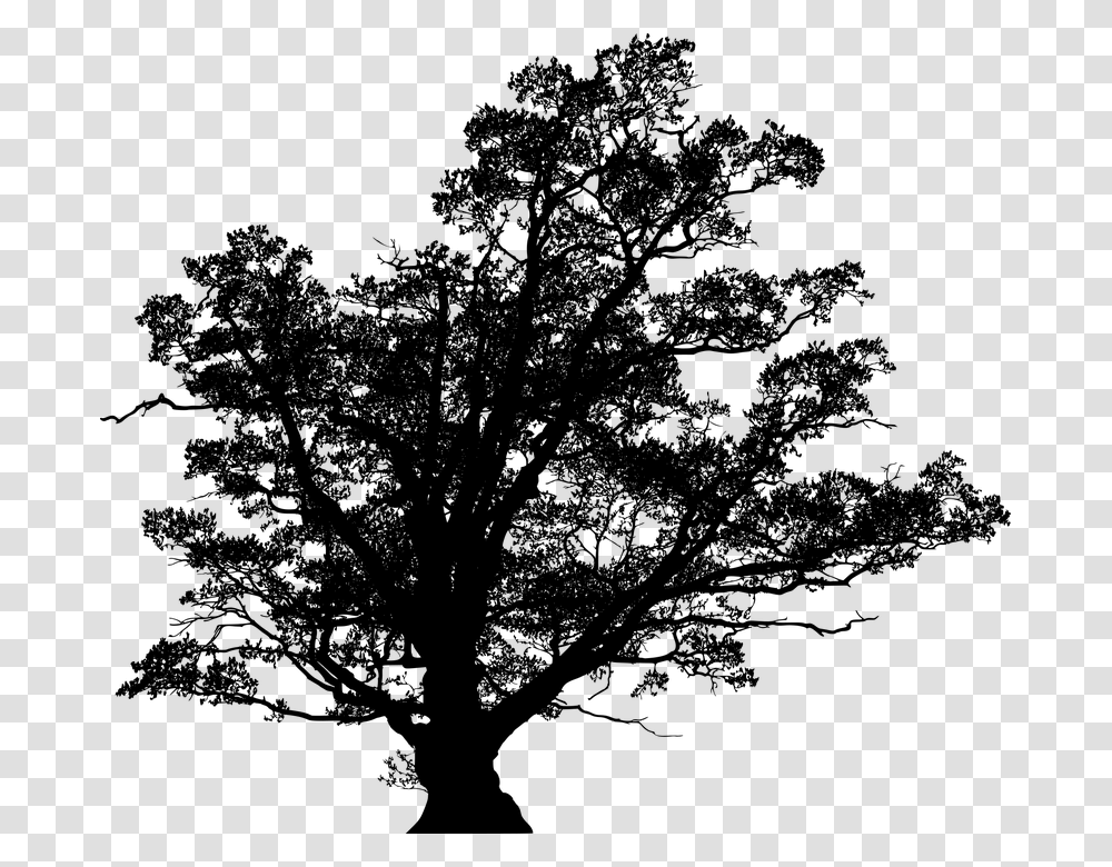 Oak, Gray, World Of Warcraft Transparent Png