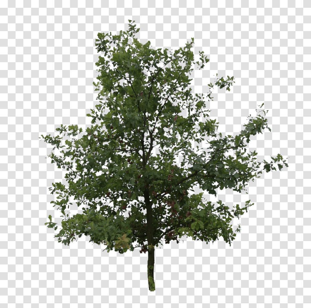Oak High Cut Out Tree Free Transparent Png