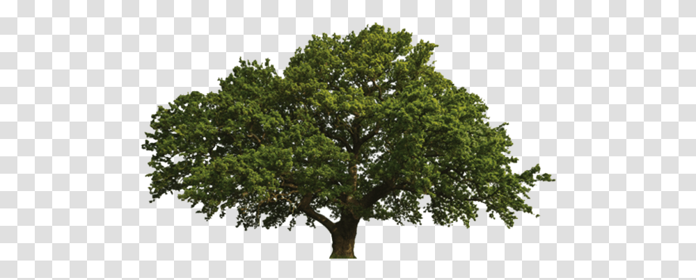 Oak Images All Oak Tree In Summer, Plant, Sycamore, Tree Trunk, Potted Plant Transparent Png