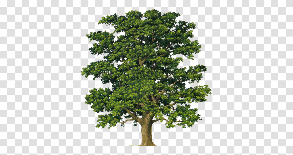 Oak Images Arts Common Trees Spain, Plant, Sycamore, Bird, Animal Transparent Png