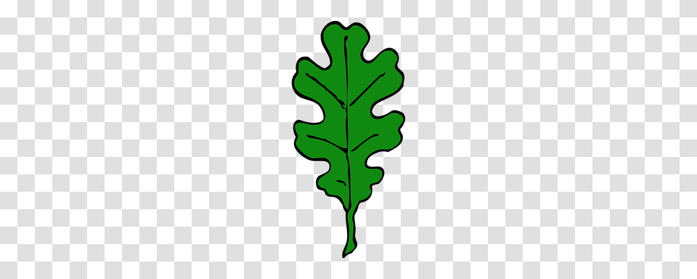 Oak Leaf Nature, Plant, Maple Leaf, Produce Transparent Png