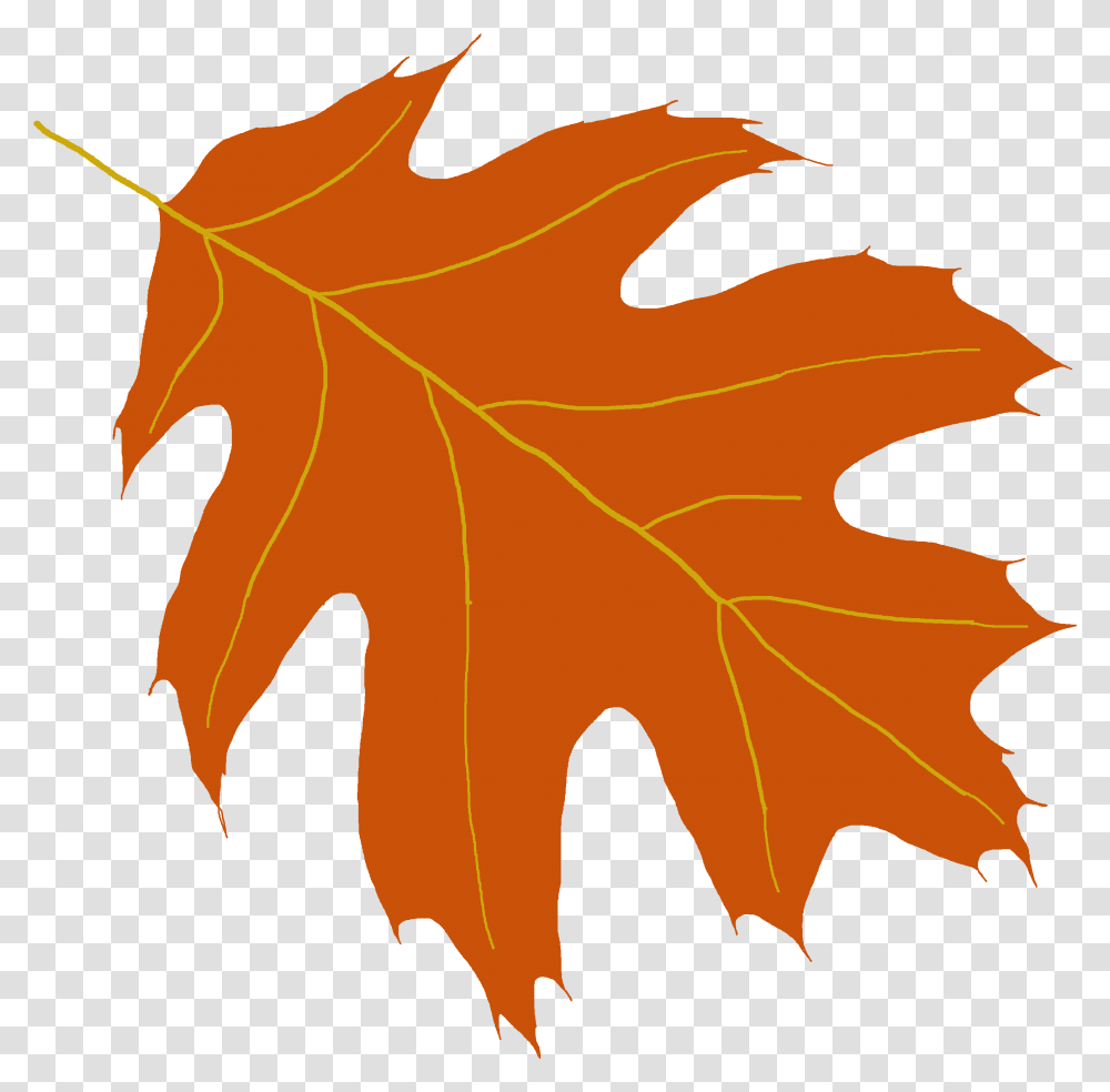 Oak Leaf Clipart Oak Tree Leaf, Plant, Maple, Maple Leaf Transparent Png