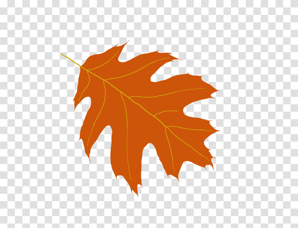 Oak Leaf Clipart, Plant, Tree, Maple Leaf Transparent Png
