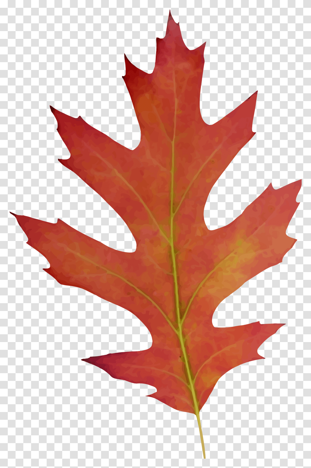 Oak Leaf Fall Drawing Clipart Red Oak Tree Drawing, Plant, Maple, Maple Leaf, Person Transparent Png