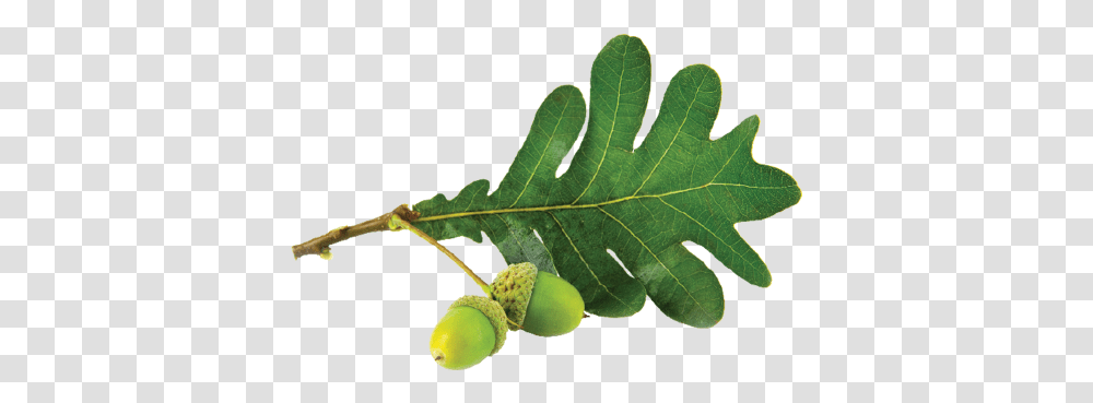 Oak Leaf Gambel Oak, Plant, Produce, Food, Vegetable Transparent Png