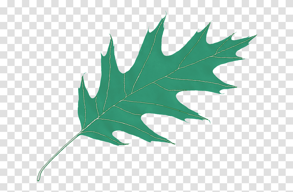 Oak Leaf Icon, Plant, Tree, Maple Leaf, Horse Transparent Png