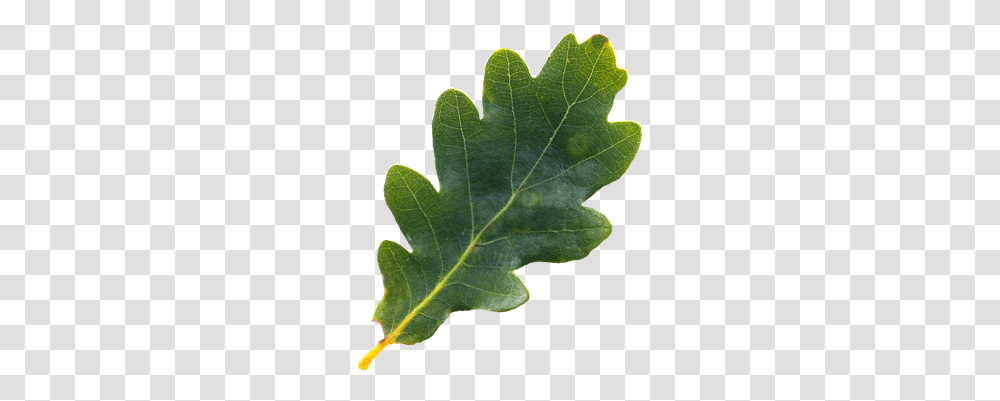 Oak Leaf Oak Tree Leaf, Plant, Maple Leaf Transparent Png