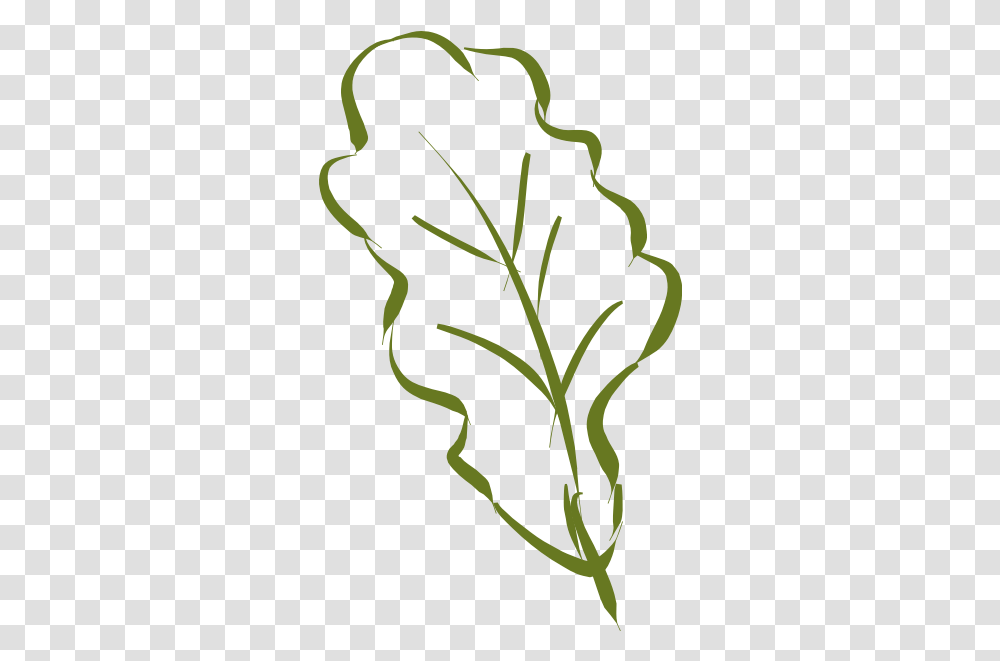 Oak Leaf, Plant, Flower, Vegetable, Food Transparent Png