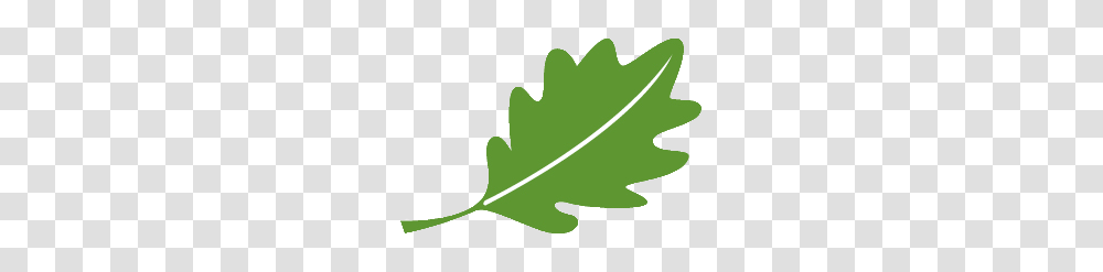 Oak Leaf, Plant, Produce, Food, Vegetable Transparent Png