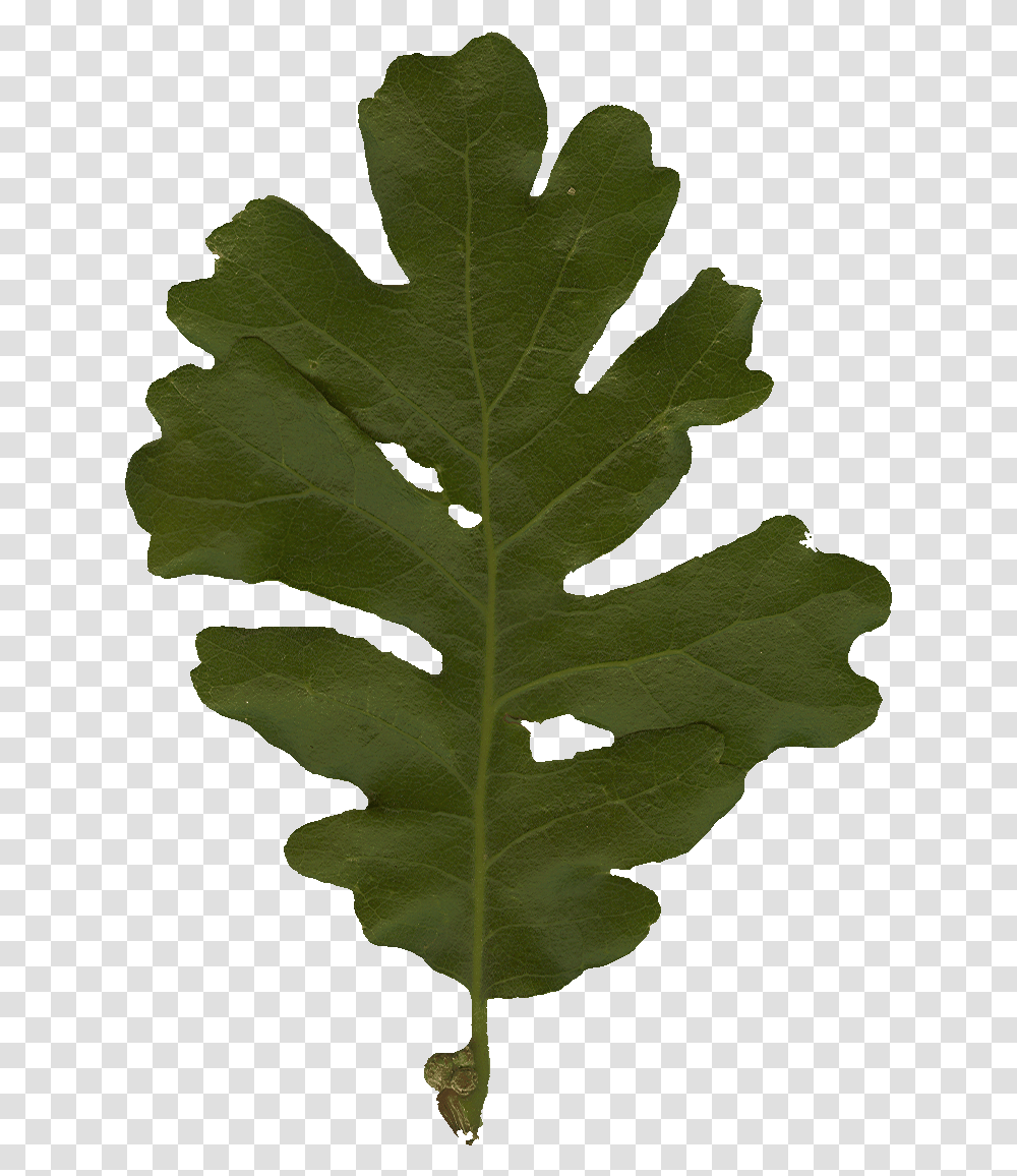 Oak Leaf, Plant, Tree, Veins, Bird Transparent Png