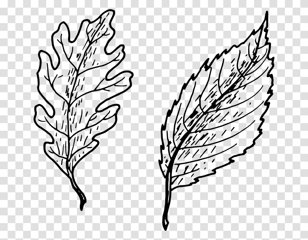 Oak Leaf Vector 21 Buy Clip Art Hand Drawn Leaf, Gray, World Of Warcraft Transparent Png