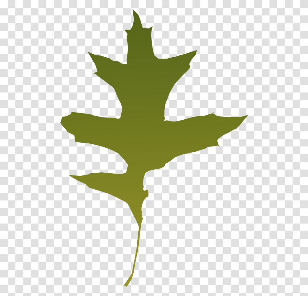 Oak Leaf Vector, Plant, Tree, Person, Human Transparent Png