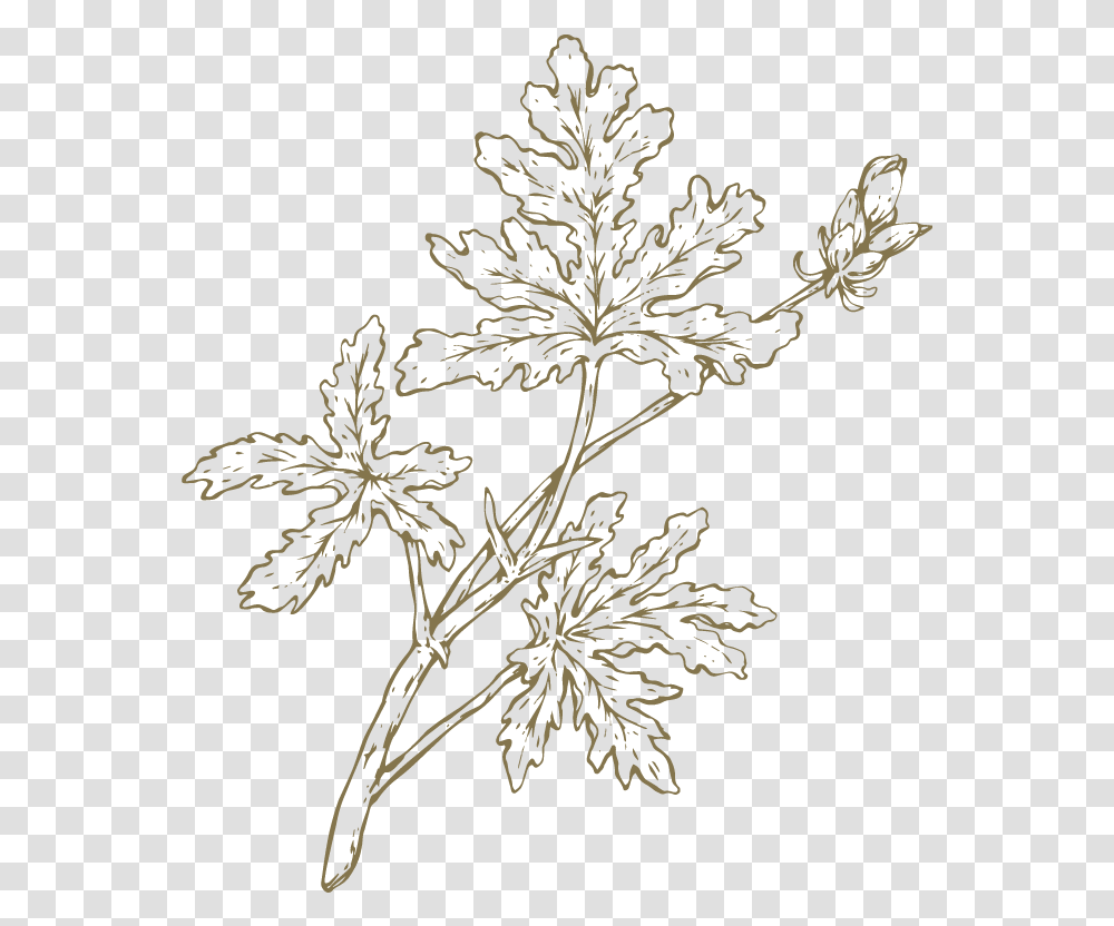 Oak Leaved Geranium Drawing, Plant, Tree, Flower, Leaf Transparent Png