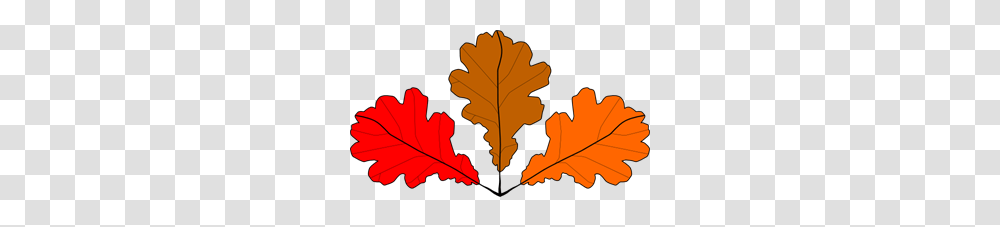 Oak Leaves Clip Art For Web, Leaf, Plant, Tree, Maple Transparent Png