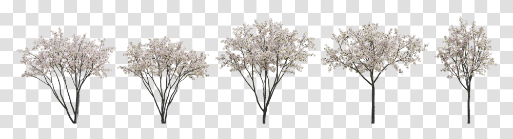 Oak, Plant, Flower, Flower Arrangement, Floral Design Transparent Png