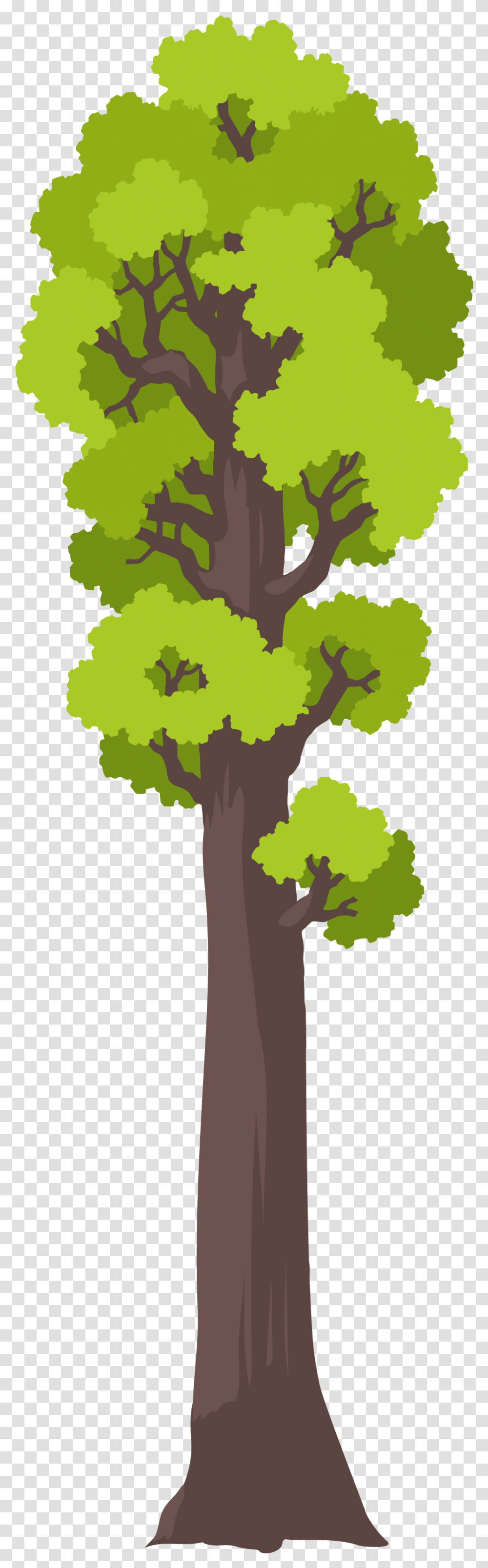 Oak, Plant, Tree Transparent Png