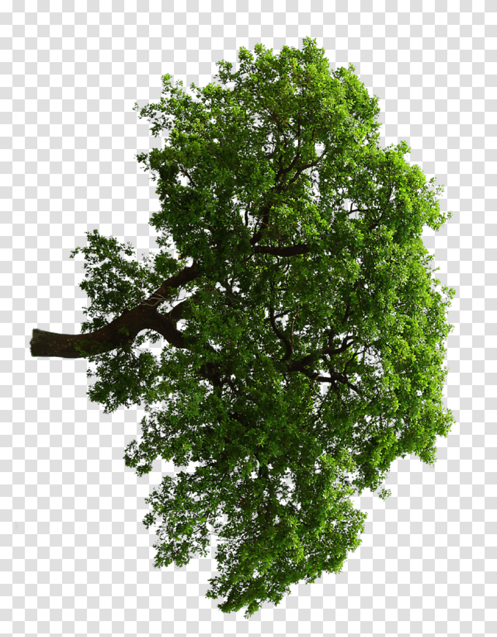 Oak Pond Pine, Tree, Plant, Potted Plant, Vase Transparent Png