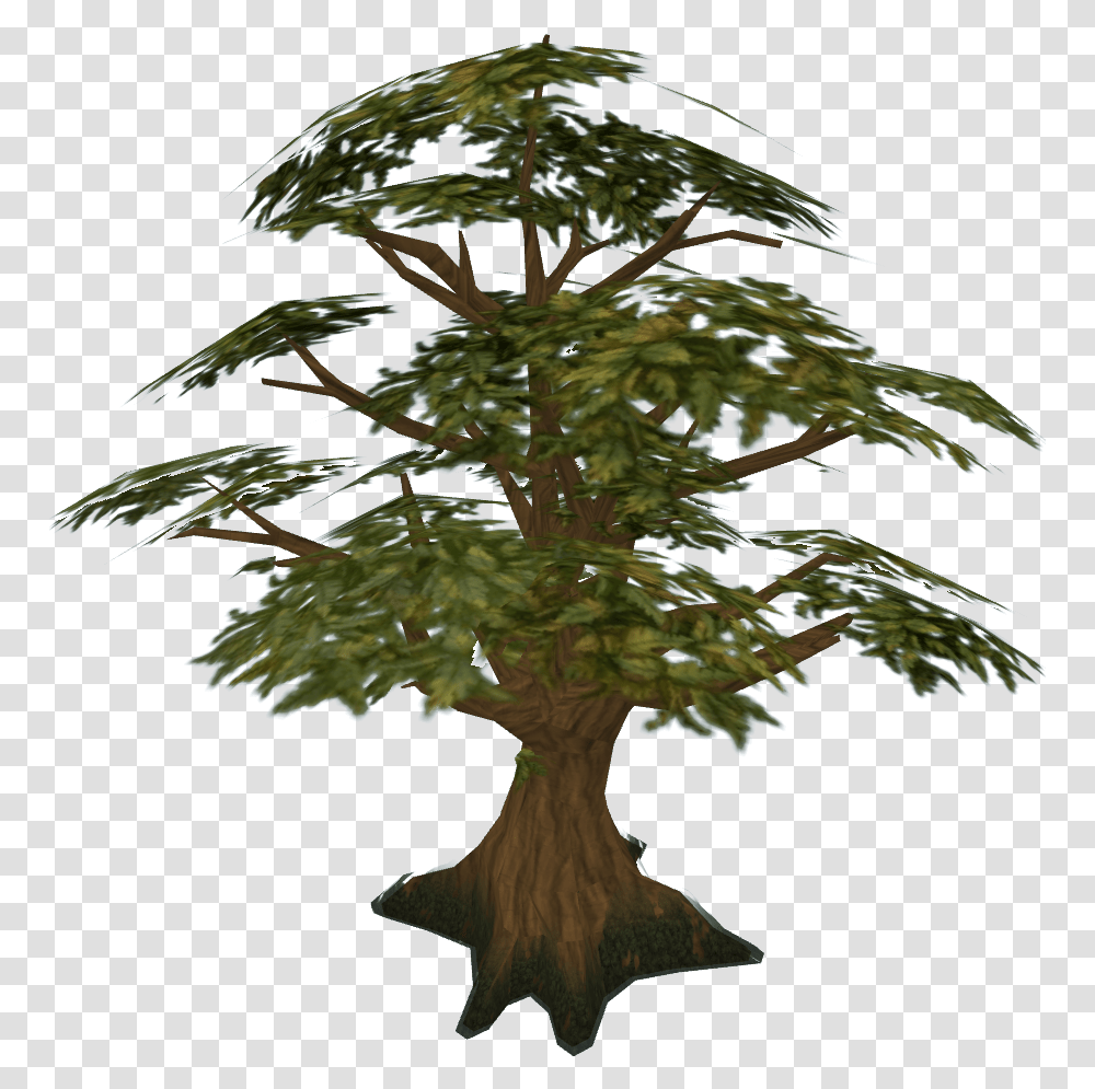 Oak The Runescape Wiki Runescape Tree, Plant, Potted Plant, Vase, Jar Transparent Png