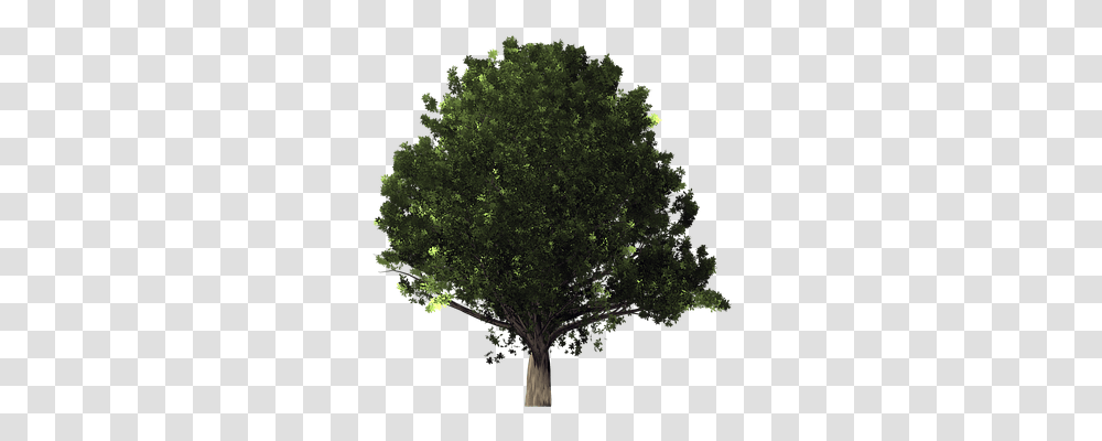 Oak Tree Nature, Plant, Tree Trunk, Maple Transparent Png
