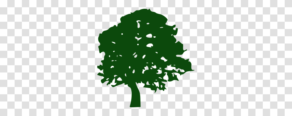 Oak Tree Nature, Green, Plant, Leaf Transparent Png