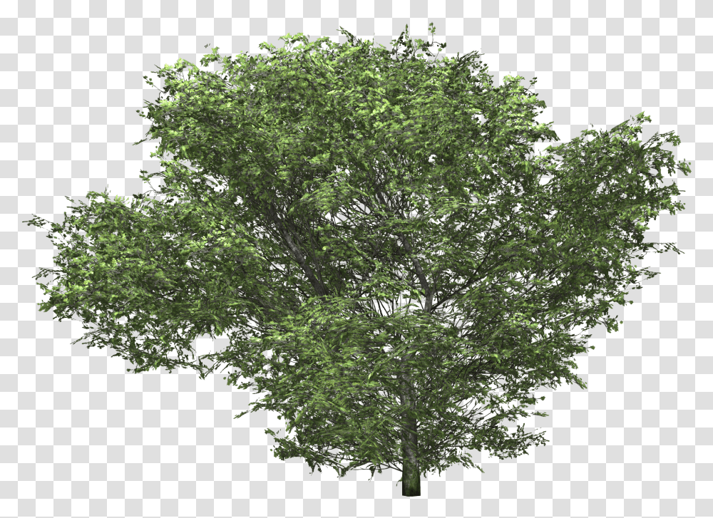 Oak Tree 3d C4d Tree 3d Model, Plant, Sycamore, Conifer, Tree Trunk Transparent Png