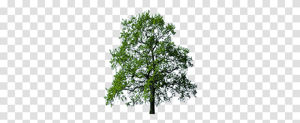 Oak Tree Background Free Oak Tree No Background, Plant, Sycamore, Conifer, Fir Transparent Png