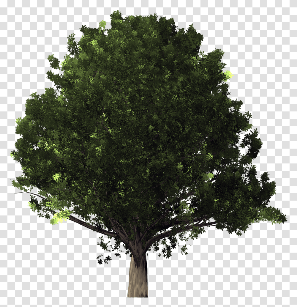 Oak Tree Background Mango Tree, Plant, Tree Trunk, Maple Transparent Png