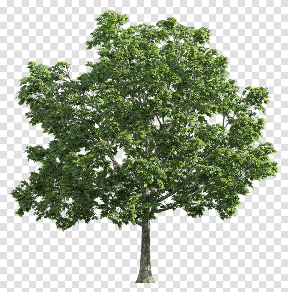Oak Tree Background, Plant, Maple, Sycamore, Tree Trunk Transparent Png