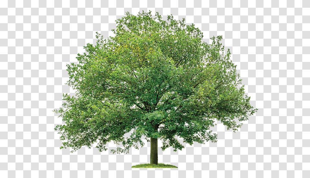 Oak Tree Background Tree In Plan, Plant, Maple, Sycamore, Conifer Transparent Png