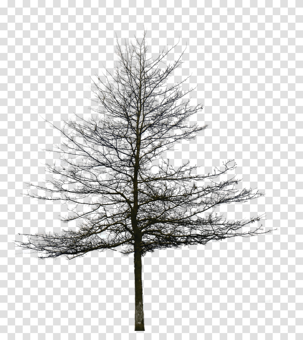Oak Tree Clipart Black And White Tree Without Leaves, Plant, Ornament, Lighting, Outdoors Transparent Png