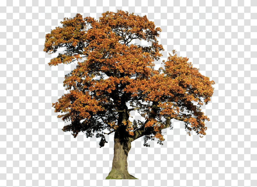 Oak Tree Clipart Oak, Plant, Tree Trunk, Sycamore, Maple Transparent Png