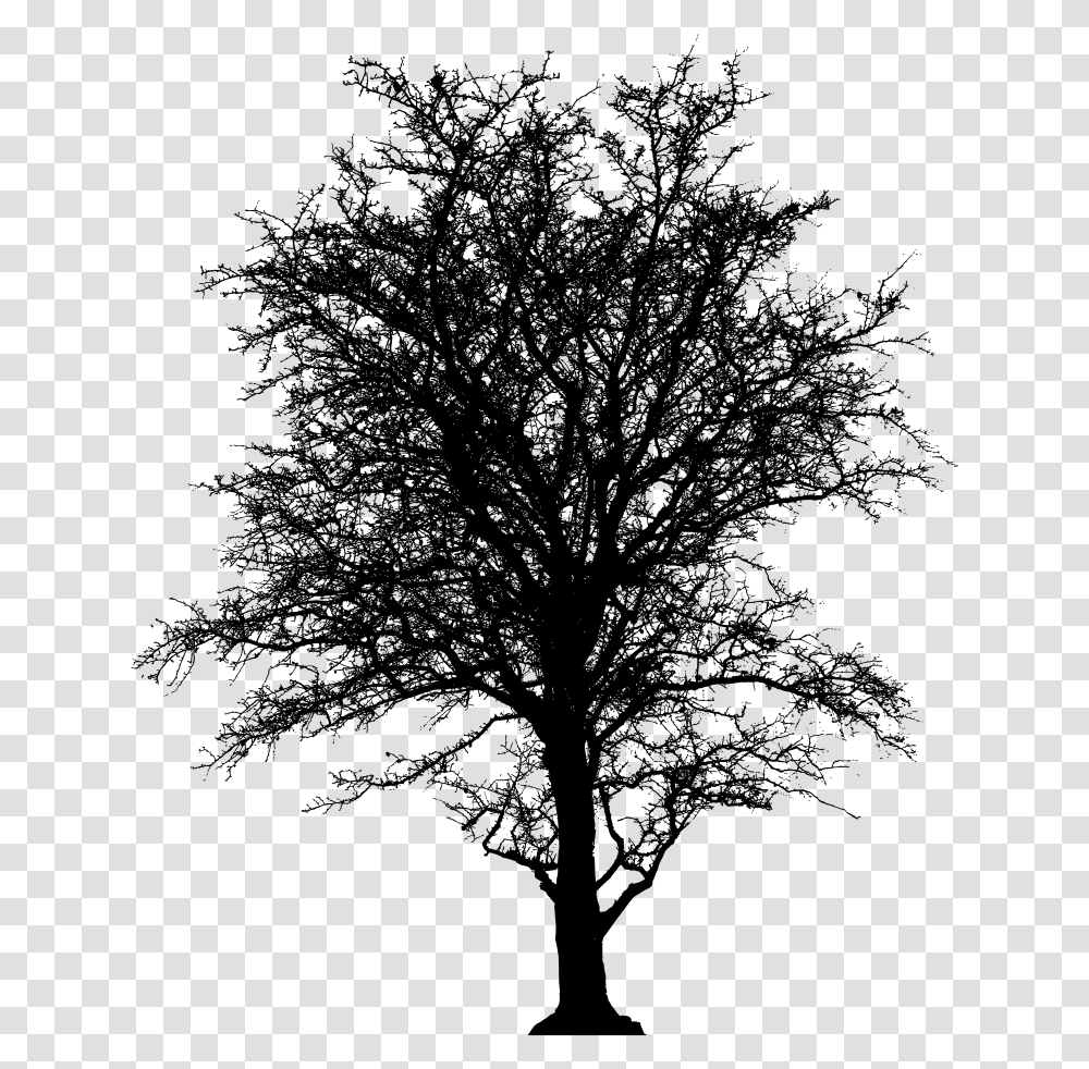 Oak Tree Clipart Silhouette Clip Library Onlinelabels Leafless Tree, Gray, World Of Warcraft Transparent Png
