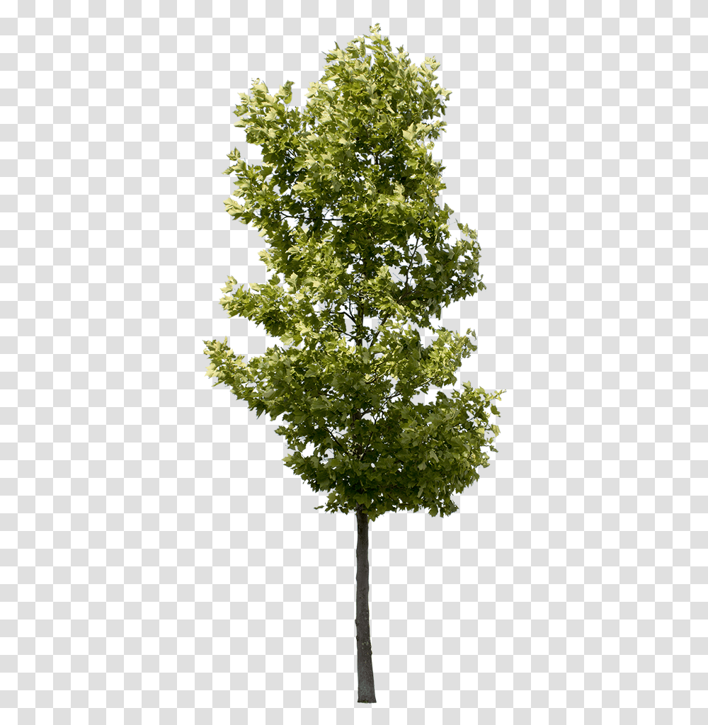 Oak Tree Cut Out, Plant, Maple, Sycamore, Pineapple Transparent Png