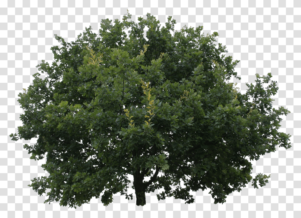 Oak Tree Cutout Transparent Png