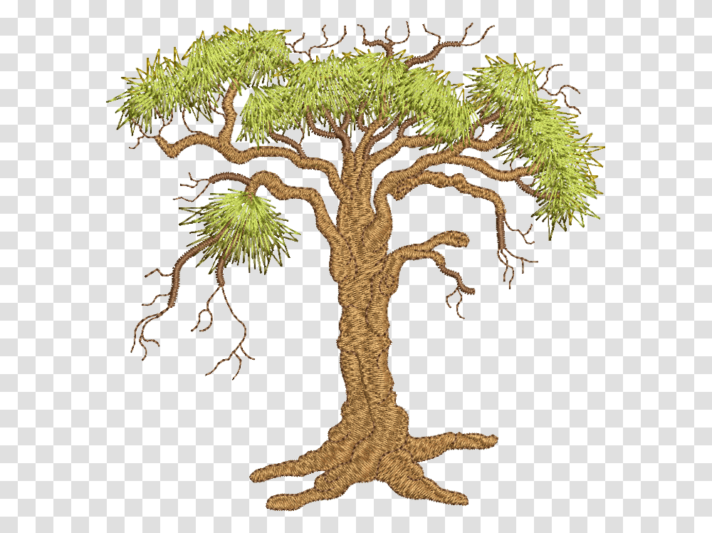 Oak Tree Download Pond Pine, Plant, Root, Tree Trunk, Cross Transparent Png
