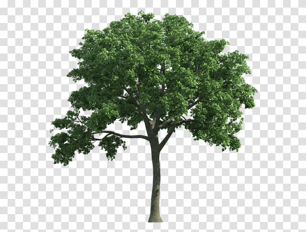 Oak Tree Free Image Ulmus, Plant, Cross, Symbol, Sycamore Transparent Png