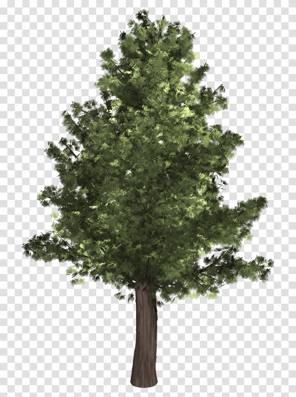 Oak Tree High Quality, Plant, Maple, Fir, Abies Transparent Png