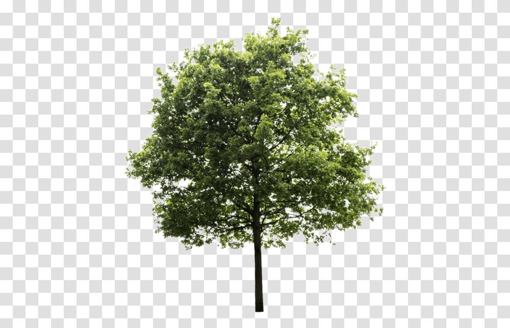 Oak Tree High Resolution Tree Background, Plant, Maple, Sycamore, Tree Trunk Transparent Png