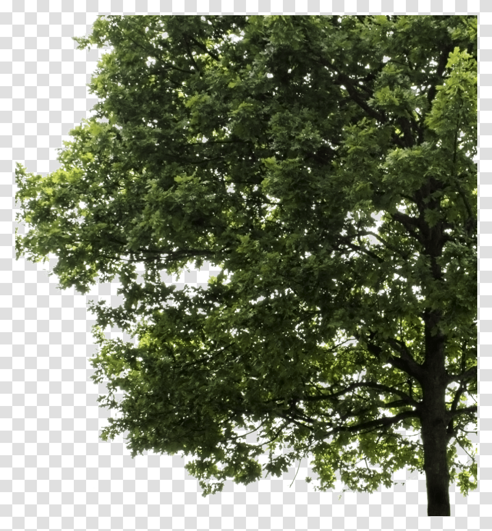 Oak Tree Image With No Background Oak Trees Cut Out, Plant, Tree Trunk, Maple, Leaf Transparent Png