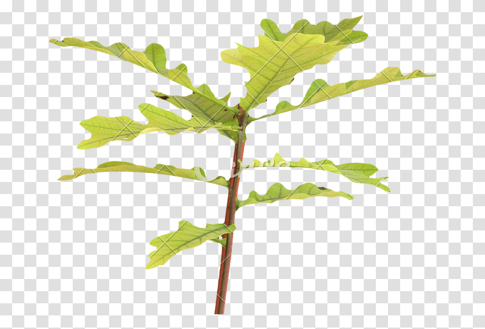 Oak Tree, Leaf, Plant, Flower, Blossom Transparent Png